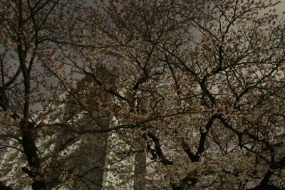 sakura1