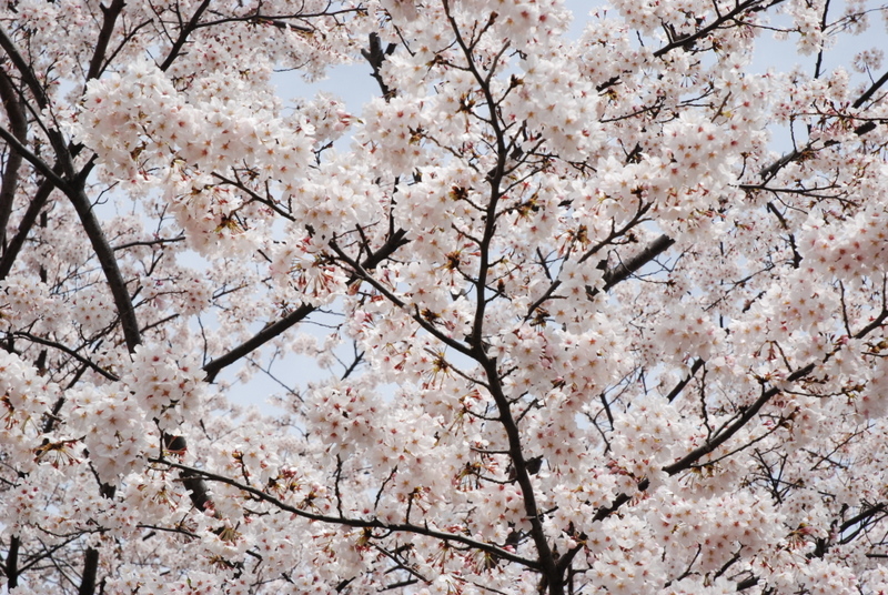 sakura3
