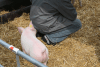 schwein