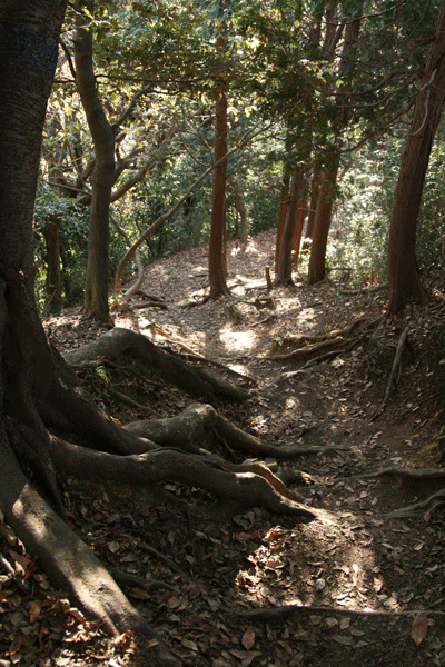 wald
