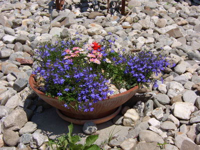 blumen