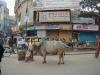 Varanasi - Heilige Kuh (eigentlich ein Buckelrind)
