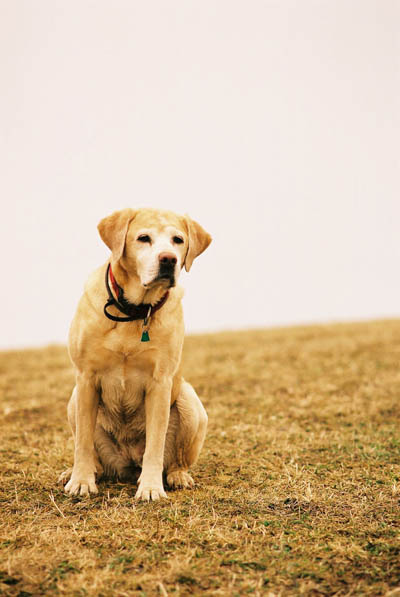 Hund im Wüstensandsturm