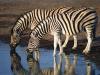 Zebras-Small-
