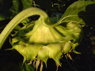 DSC00013