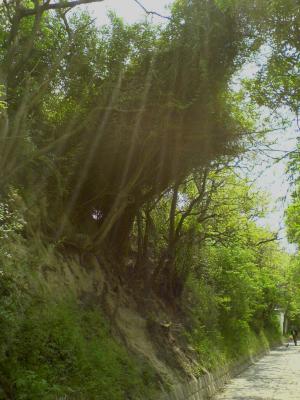 DSC006001