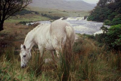 Irland-pferd1