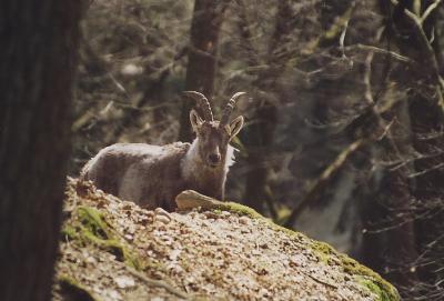 Steinbock1x