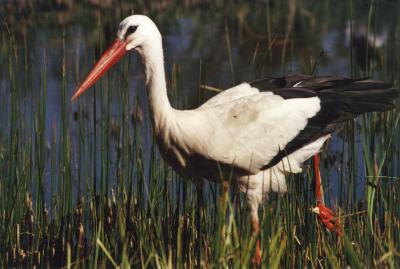 Storch1
