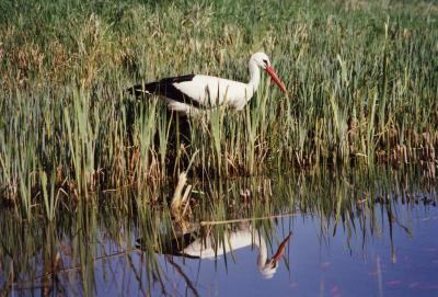 Storch2