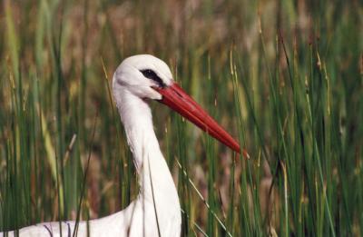 Storch5x