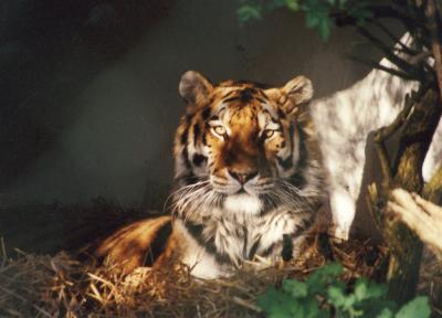 Tiger3x