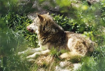 wolf2-jpg1