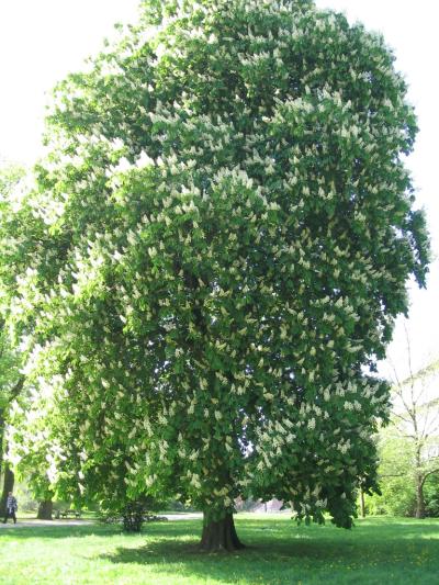 kastanienbaum