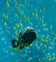 220px-Georgia_Aquarium_-_Giant_Grouper_edit