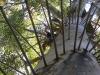 Bicentenial-Tree-WA-10-