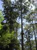 Bicentenial-Tree-WA-16-