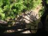Bicentenial-Tree-WA-4-