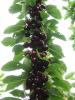 Cherrie-Melbourne-1-