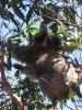Koala-1-
