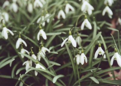 Schneegloeckchen