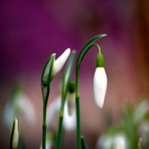 Schneegloeckchen_by-emma75_skaliert-300-x-300