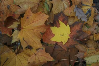 bilder-kamera-13102008-028