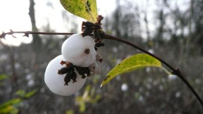 bilder-kamera-29112008-028