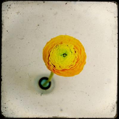 ranunkel_foto-vandalay-photocase-com