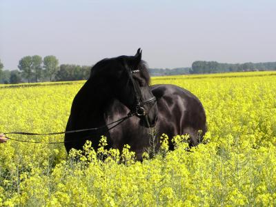 Thaso-und-Wietze-017