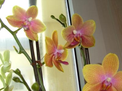 Orchidee