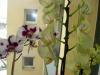 Orchidee3