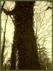 baum-rahmen