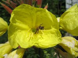 Blume1