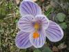 Krokus