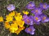 Krokusse