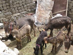 Ladakh4
