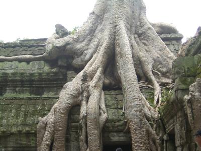 ta-prohm