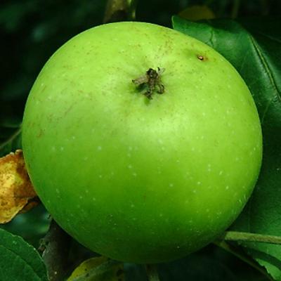 020803-FRUCHT-APFEL2