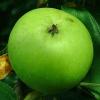 020803-FRUCHT-APFEL2