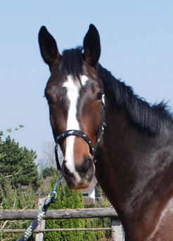 Ronja-1104-14-Kleinformat
