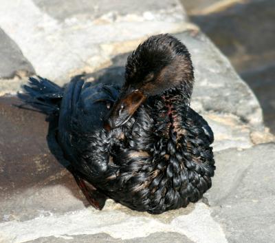 veroelter vogel in der san francisco bay zweitausendsieben
<br />
photo von mila zinkova
<br />
via wikipedia commons
<br />
