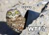 Was zum...?