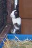 Lunte-guckt