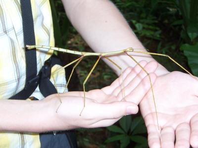 robin-with-a-walking-stick