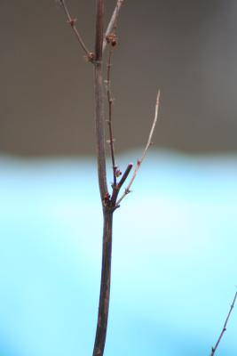 IMG_3956