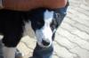 hundi