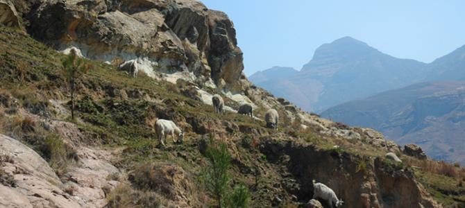 blick auf die drakensberge in lesotho - fast wie zuhause
