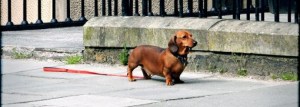 beb_hunde