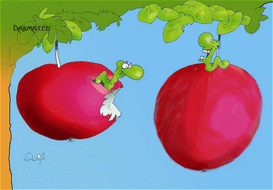 apfel